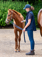 KS300622-74 - Cupboard Love's foal by Territories